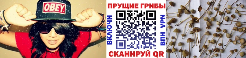 Псилоцибиновые грибы ЛСД  как найти закладки  Керчь 